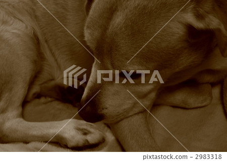 狗(棕褐色) 狗(棕褐色) 2983318