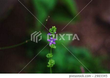 Cute field flower Flower sole horizontal position 2983345