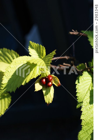 白色Yamabuki的年輕真正的橫向位置 2983348