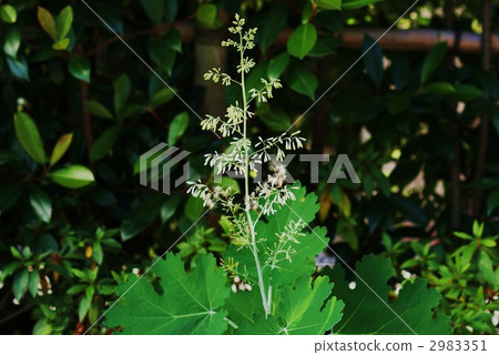 夏天野草筍的花水平位置 2983351