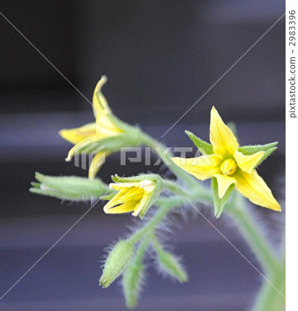 Tomato flowers 2983396