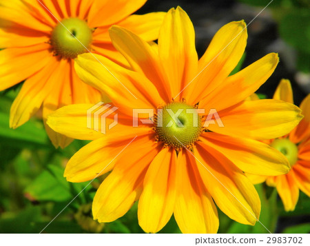 Rudobekia Rudobekia 2983702