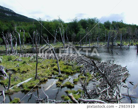 Beaver Dam 2983919