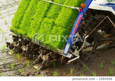 水稻種植 2984088