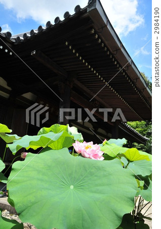 京都之王蓮花法 2984190