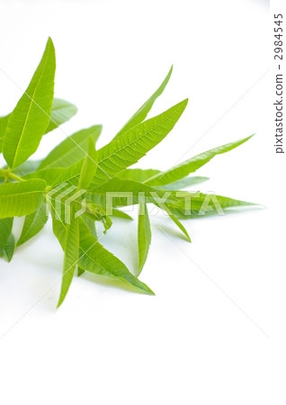 Verbena Verbena 2984545