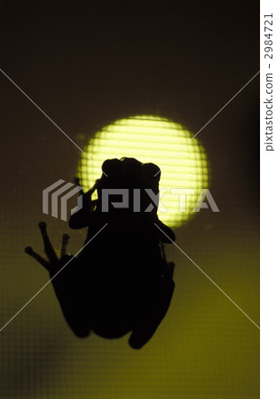A frog A frog 2984721