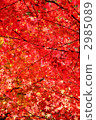 maple, yellow leafe, red leafe 2985089