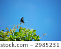 swallowtail, swallowtail butterfly, butterfly 2985231