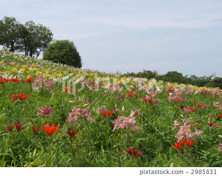 睡覺百合庭院·五個花田 2985831