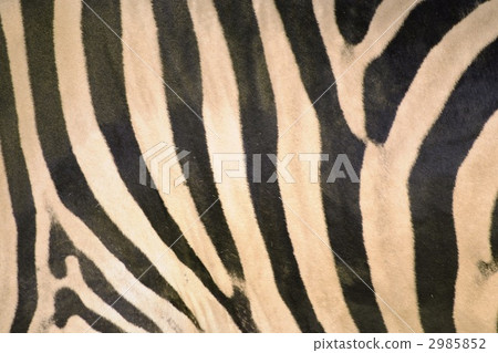 stripy, design, pattern 2985852