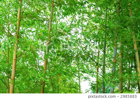 bamboo, bamboo grove, bamboo thicket 2985883