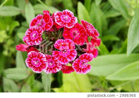須苞石竹 花朵 花 2986368