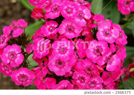 須苞石竹 花朵 花 2986375