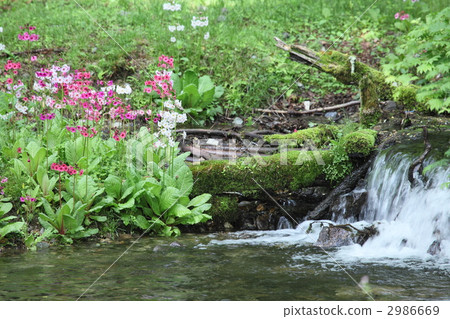 Kujiku grass of Senbogahara Kujiku grass of Senbogahara 2986669