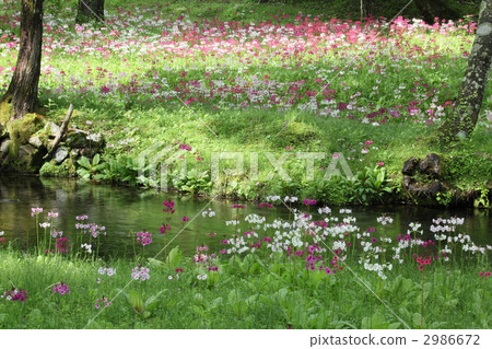 Senbogahara的Kujiku草 Senbogahara的Kujiku草 2986672