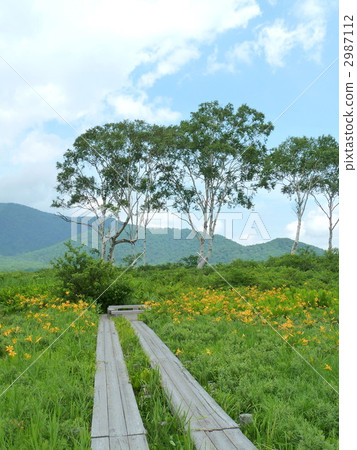 Nikkokishge在Ozegahara開花 2987112