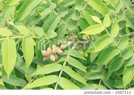 Onigurumi的年輕果子 2987113