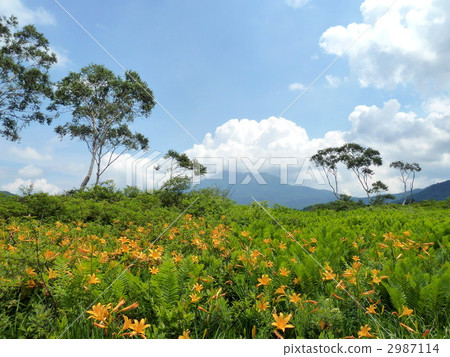Oze國家公園在Ozegahara和Mukake火山開花 2987114