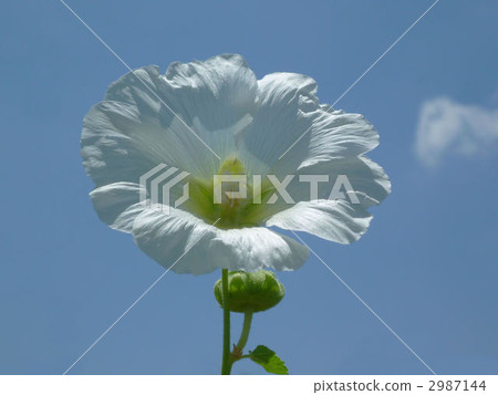 蜀葵 花朵 花 2987144