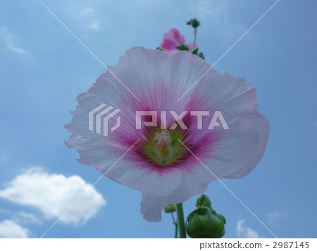 蜀葵 花朵 花 2987145