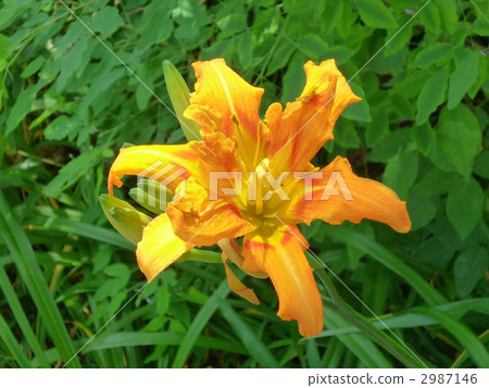 老虎黃花菜 花朵 花 2987146