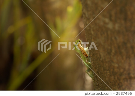 Predatory predatory moth Predatory predatory moth 2987496