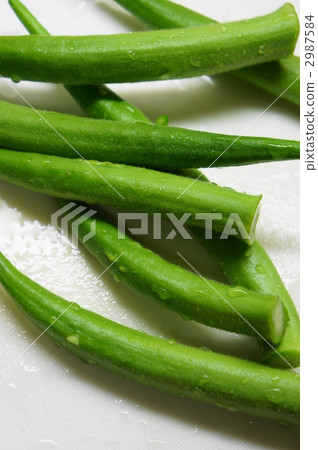 Okra 2987584