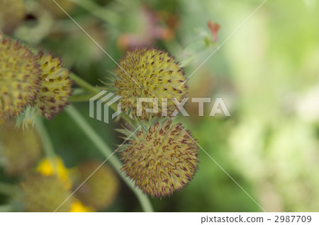 天體菊花 天體菊花 2987709