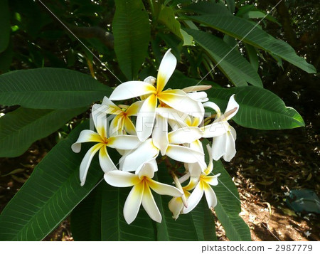 plumeria, frangipani, temple tree 2987779