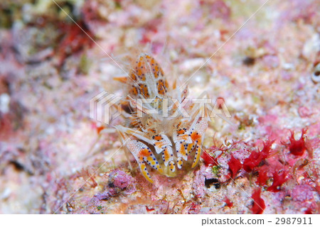 淡水魚 淡水魚 2987911