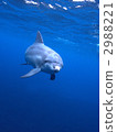 海豚 東方寬吻海豚 海豚游泳 2988221