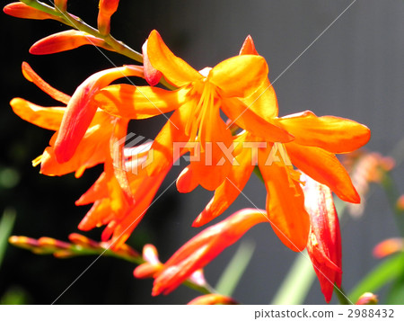 Montbretia Montbretia 2988432