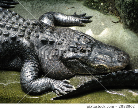 American Alligator American Alligator 2988902