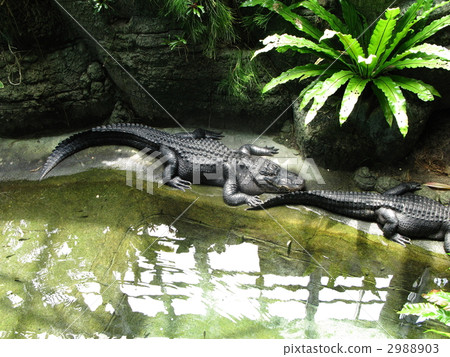 Mississippi crocodile Mississippi crocodile 2988903