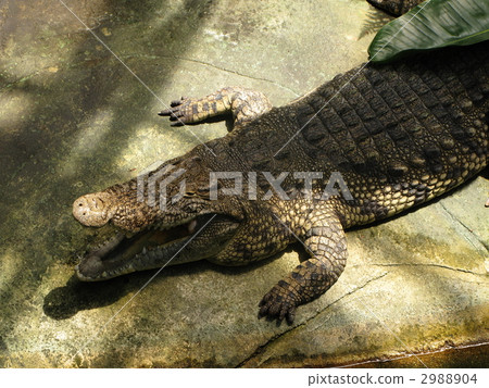 Crocodile Crocodile 2988904