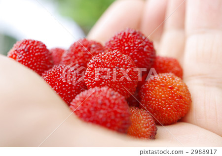 The yamamomo fruit was harvested The yamamomo fruit was harvested 2988917