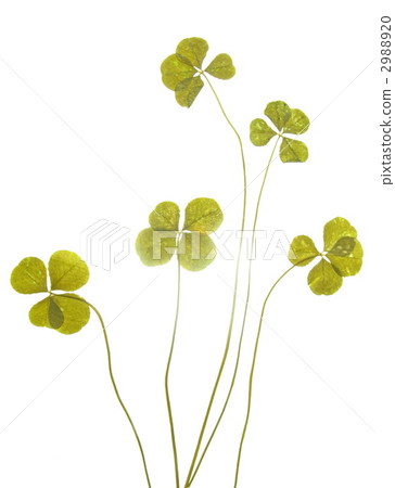 four Leaf Clover  2988920