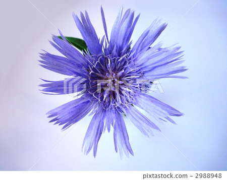 Stokesia 2988948
