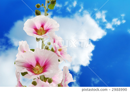 牽牛花 風景 花瓣 2988990