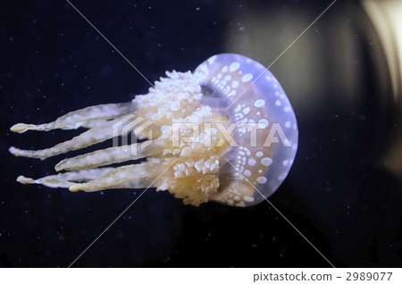 jellyfish  2989077