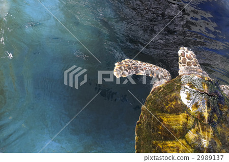 sea turtle 2989137