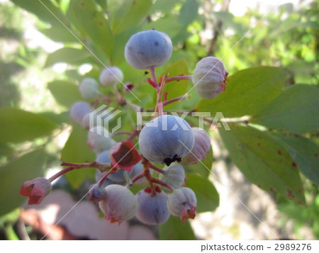 藍莓 舉起 向上 2989276