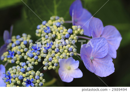 petal, petals, flower petals 2989494