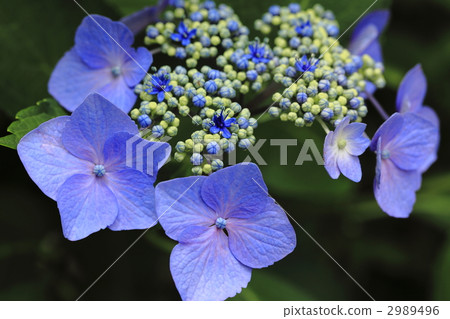 gaku hydrangea, hydrangea, bloom 2989496