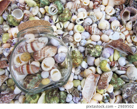 Seashells and bottles 2989502