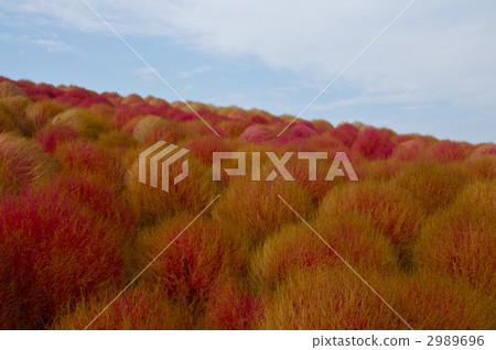 Kokia Hill Kokia Hill 2989696