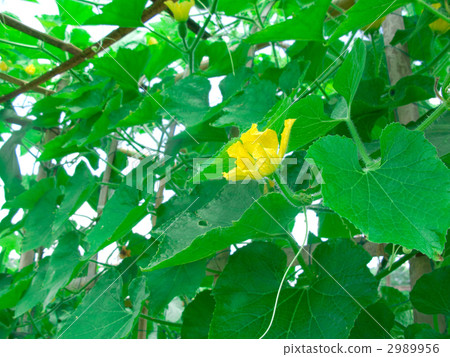 Minitoggan花 2989956