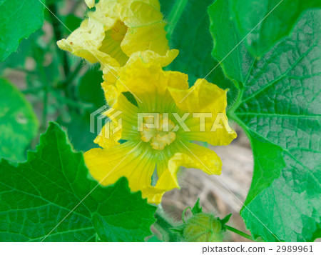 Minitoggan flower Minitoggan flower 2989961