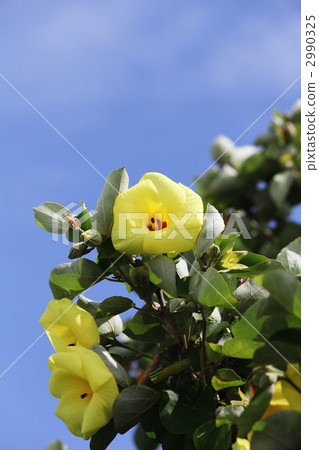 Japanese hibiscuses blooming in the midsummer - Hamabo 2990325